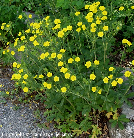 Potentilla recta, pystyhanhikki